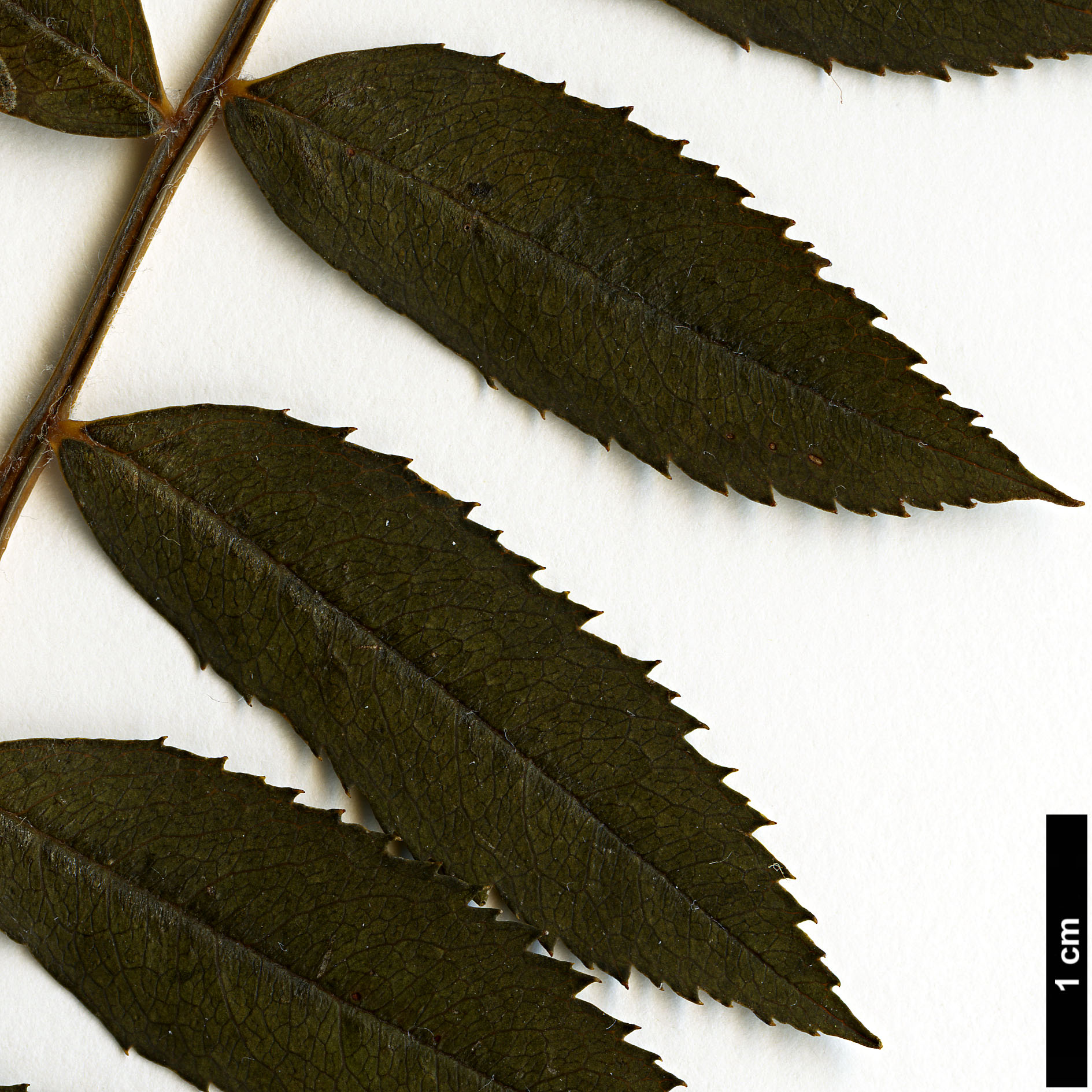 High resolution image: Family: Rosaceae - Genus: Sorbus - Taxon: KR 3647B (sect. discolores)